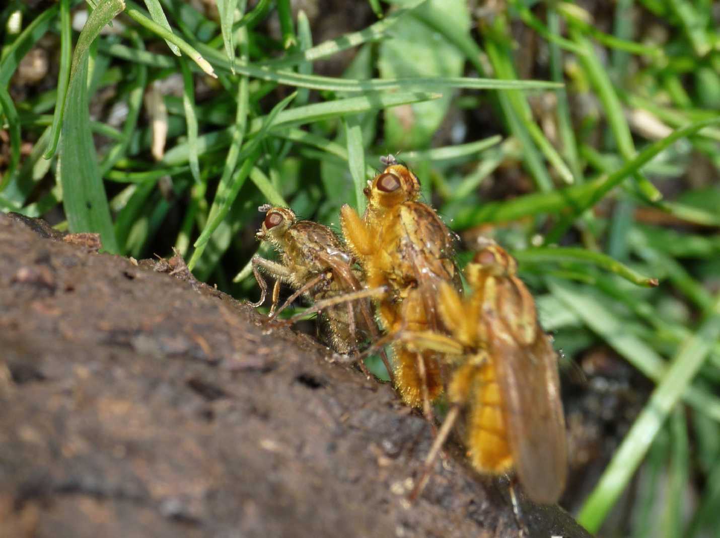 Scathophaga stercoraria in accoppiamento